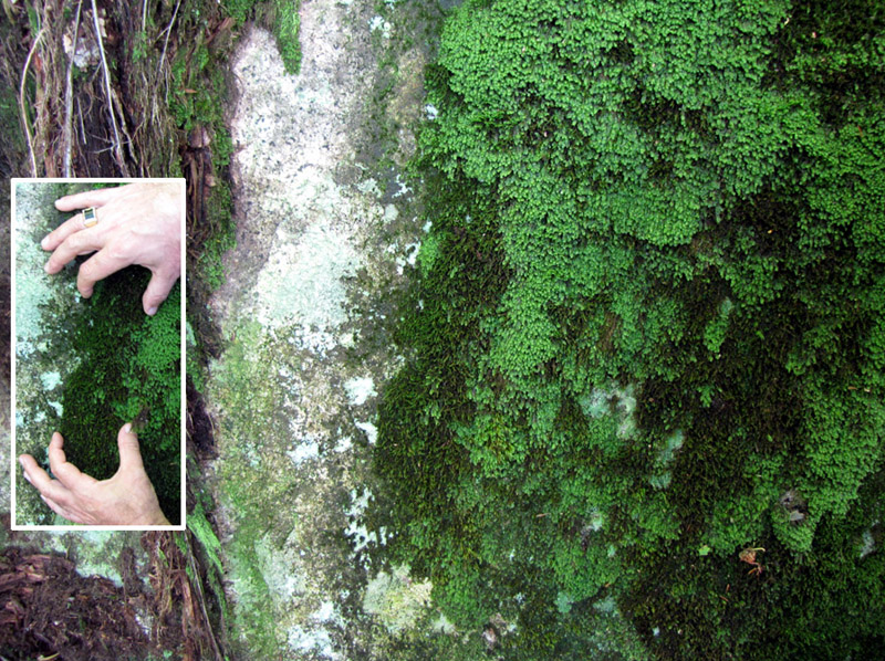 Racomitrium venustum